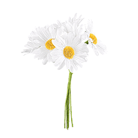 Bouquet 6 Petites Marguerites sur Tige 12cm
