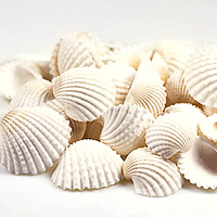 12 Petits Coquillages Beige Blancs de Décoration